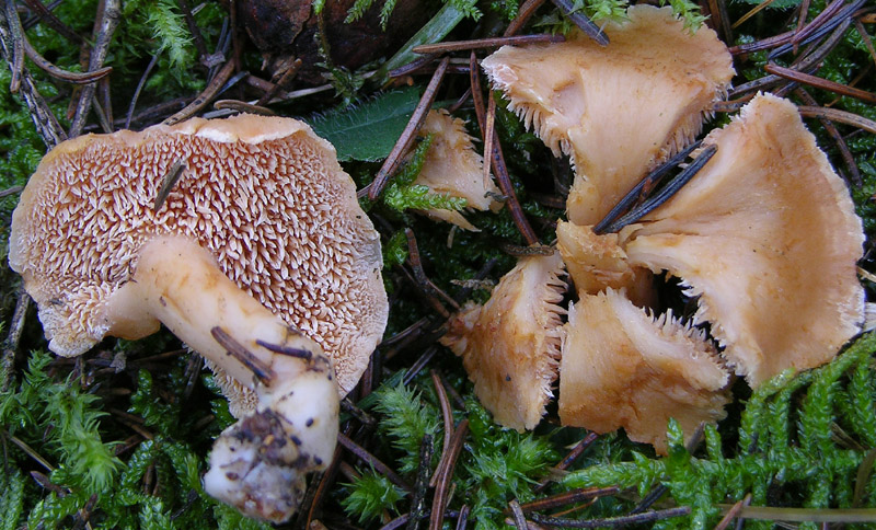 Funghi di gennaio.